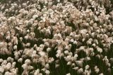 Eriophorum russeolum. Верхушки плодоносящих растений. Сахалинская обл., Охинский р-н, окр. оз. Светлое. 13.07.2017.