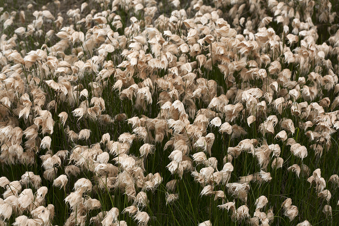 Image of Eriophorum russeolum specimen.