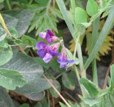 Lathyrus japonicus subspecies pubescens. Верхушка цветущего растения. Сахалинская обл., о. Итуруп, окр. зал. Касатка, луг. 21.08.2017.
