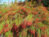 Russelia equisetiformis. Цветущее растение. Австралия, г. Брисбен, ботанический сад. 07.08.2016.