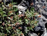 Dryas punctata