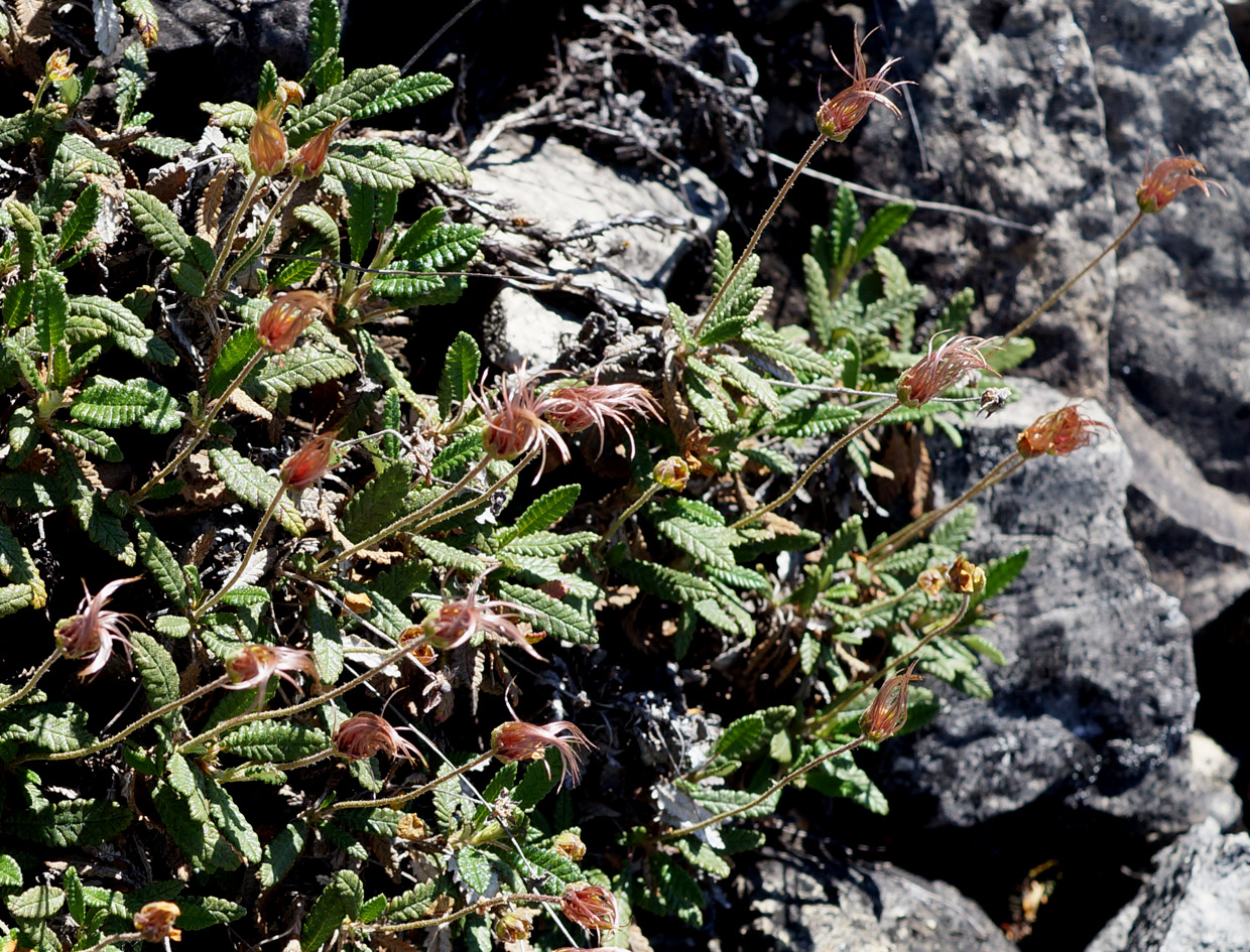 Image of Dryas punctata specimen.