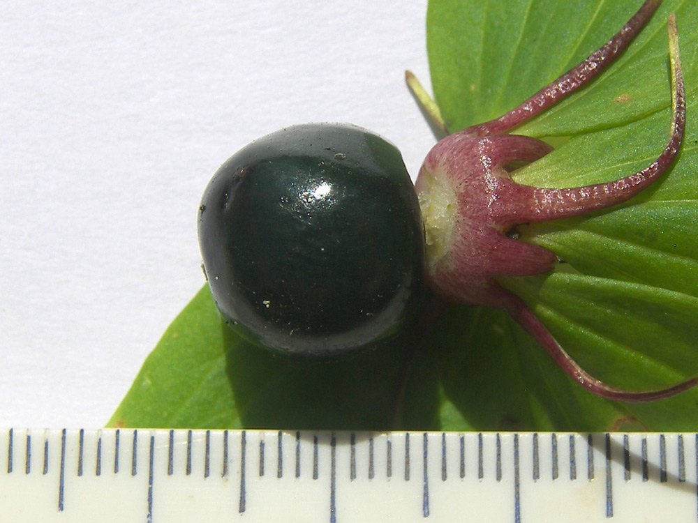 Image of Paris incompleta specimen.