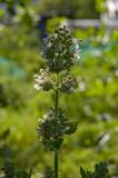 Nepeta cataria