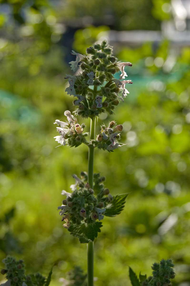 Изображение особи Nepeta cataria.