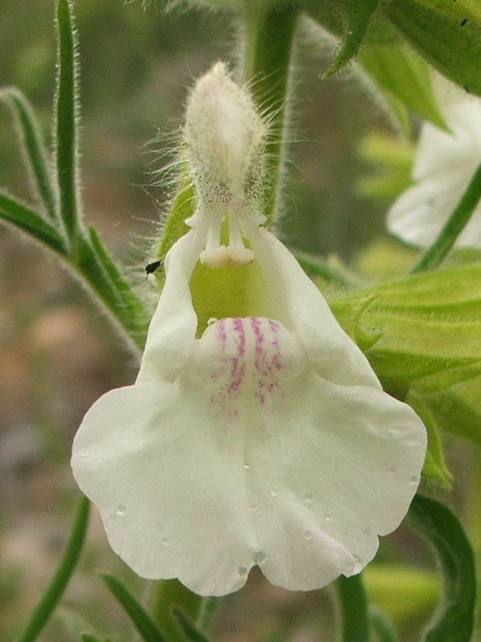 Image of Salvia scabiosifolia specimen.