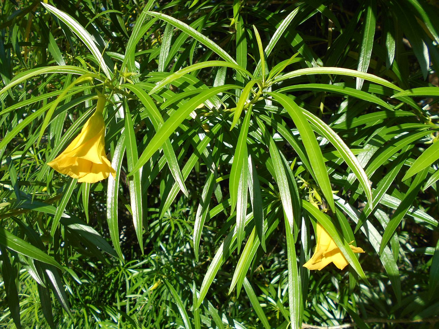 Image of Thevetia peruviana specimen.