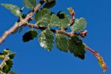 Zelkova abelicea