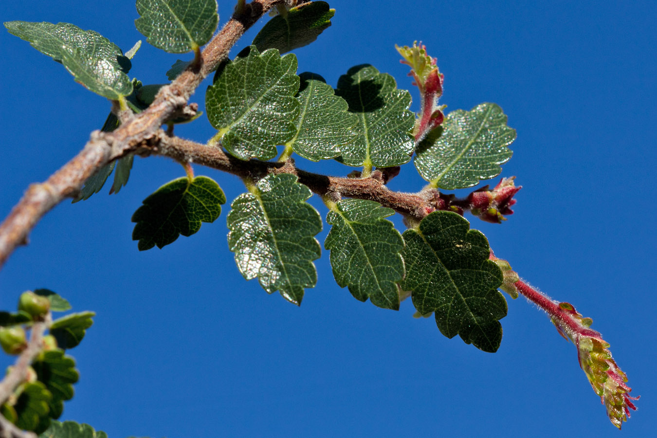 Image of Zelkova abelicea specimen.