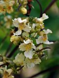 Catalpa ovata. Часть соцветия с цветками и завязями. Краснодарский край, Лазаревский р-н Сочи, Солох-аул, берег реки. 08.07.2017.