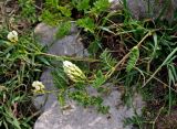 Astragalus freynii