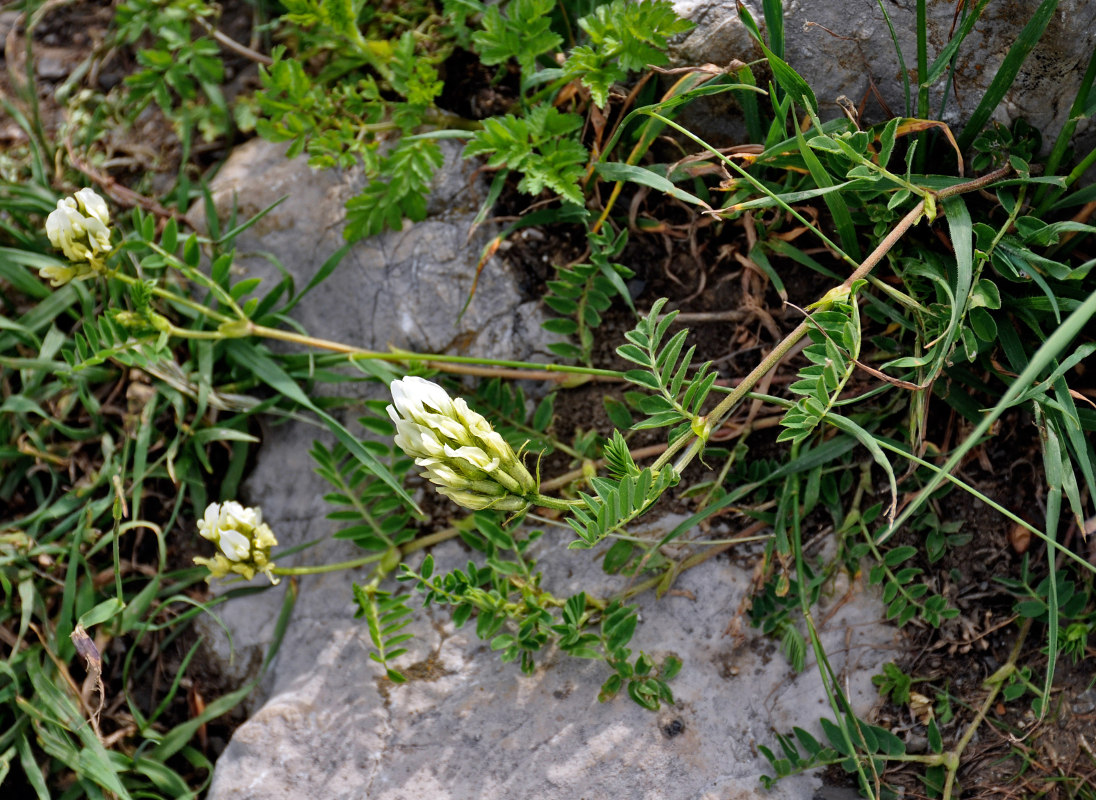 Image of Astragalus freynii specimen.