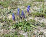 Gentiana decumbens