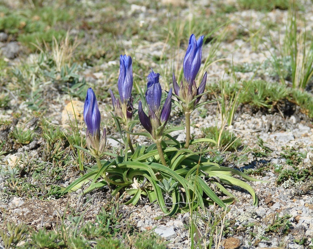 Изображение особи Gentiana decumbens.