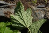 Anemone hupehensis