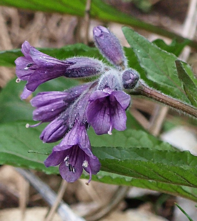 Изображение особи Physochlaina orientalis.