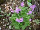 Primula kaufmanniana