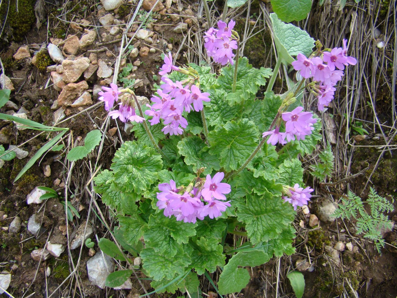 Изображение особи Primula kaufmanniana.