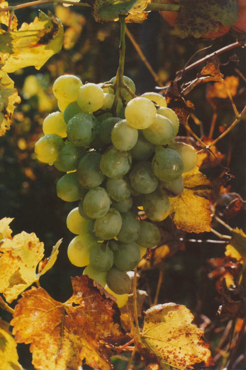 Изображение особи Vitis vinifera.