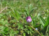 Vicia lathyroides. Верхушка цветущего побега. Краснодарский край, Абинский р-н, ст. Холмская, луг. 07.04.2018.