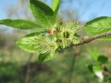 Prunus domestica