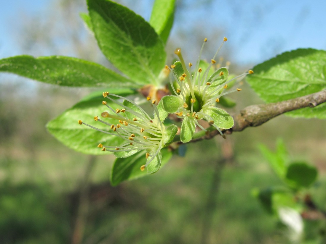 Image of Prunus domestica specimen.