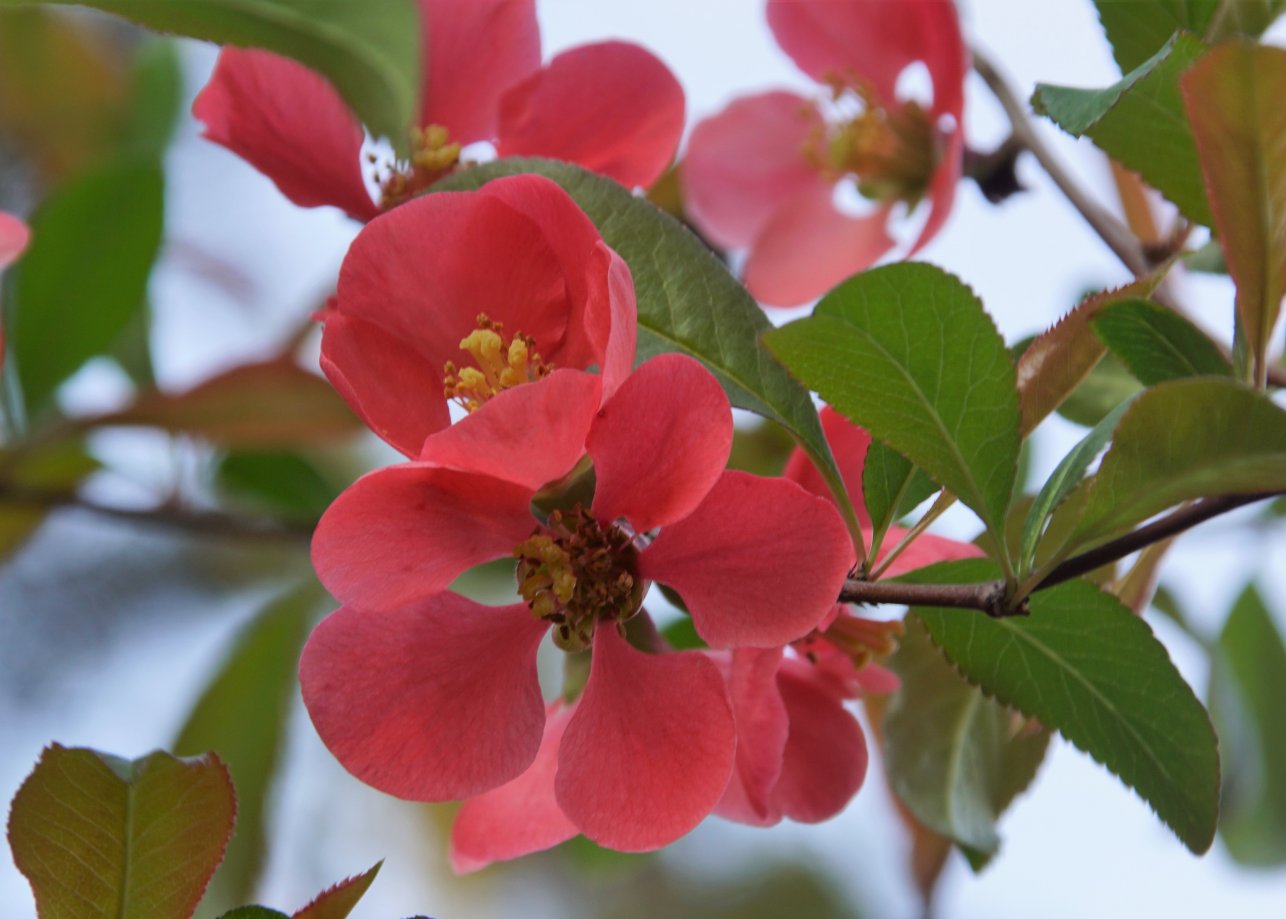 Image of genus Chaenomeles specimen.