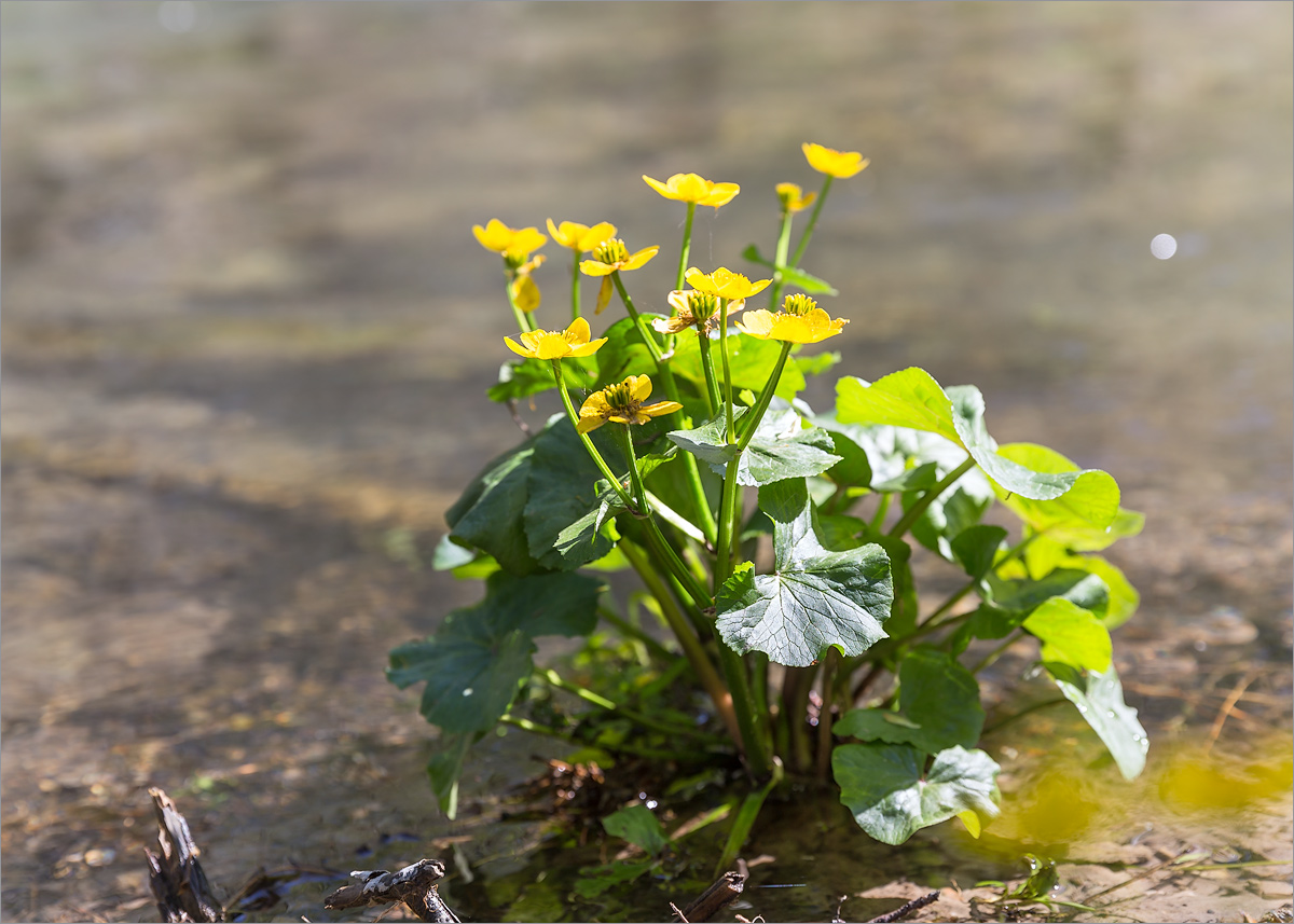 Изображение особи Caltha palustris.