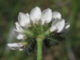 Dorycnium graecum. Соцветие. Южный Берег Крыма, гора Кастель. 18 мая 2013 г.