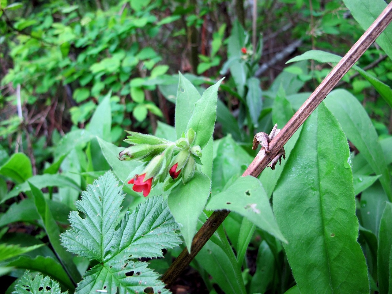 Изображение особи Pulmonaria rubra.