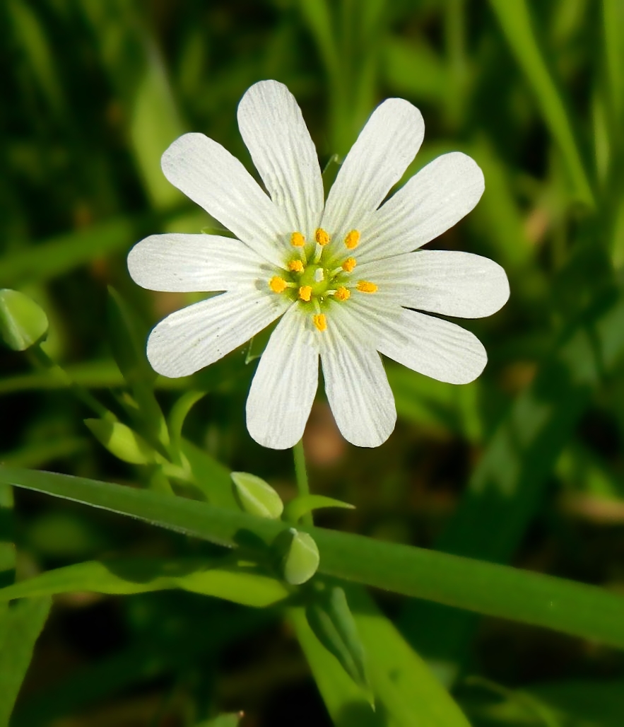 Image of Stellaria holostea specimen.