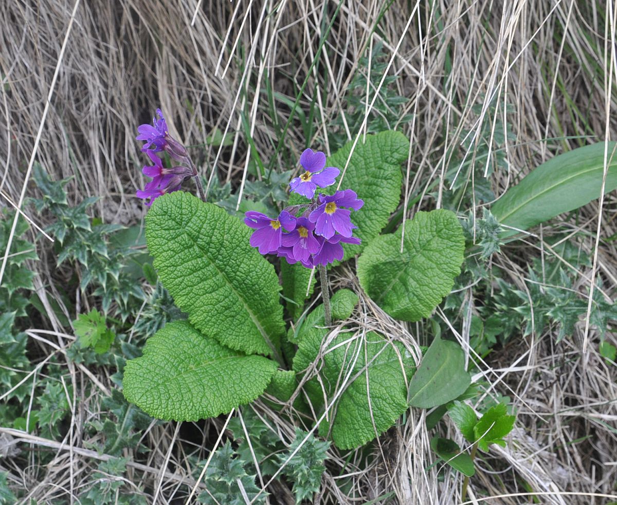 Image of Primula amoena specimen.