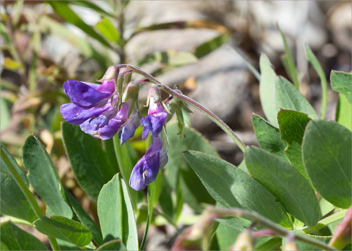 Image of Lathyrus japonicus ssp. pubescens specimen.