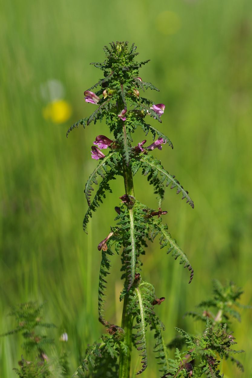 Изображение особи Pedicularis palustris.