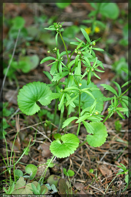 Изображение особи Ranunculus cassubicus.