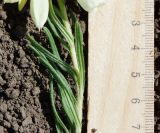 Onosma simplicissima. Листья. Восточный Казахстан, г. Усть-Каменогорск, восточные окр., Лесхоз, склон сопки. 27.05.2018.