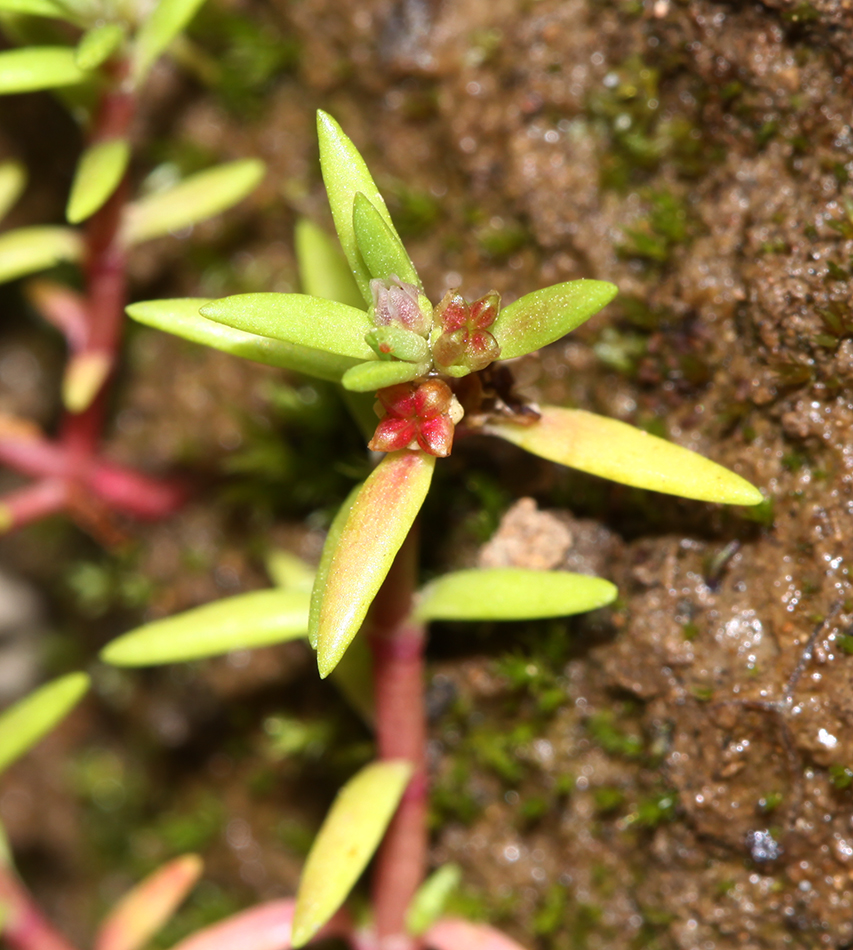 Image of Tillaea aquatica specimen.