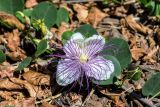 Capparis zoharyi