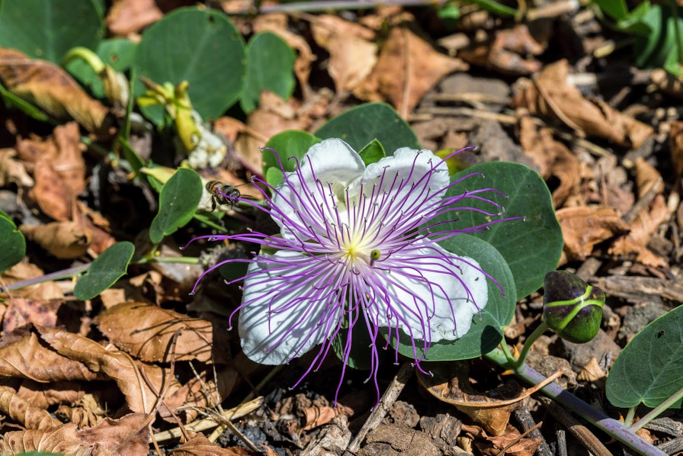 Изображение особи Capparis zoharyi.