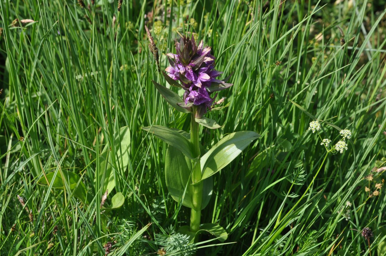 Изображение особи Dactylorhiza euxina.