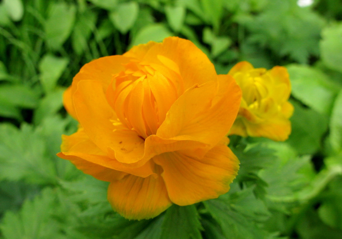 Image of Trollius kolonok specimen.