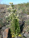 род Draba