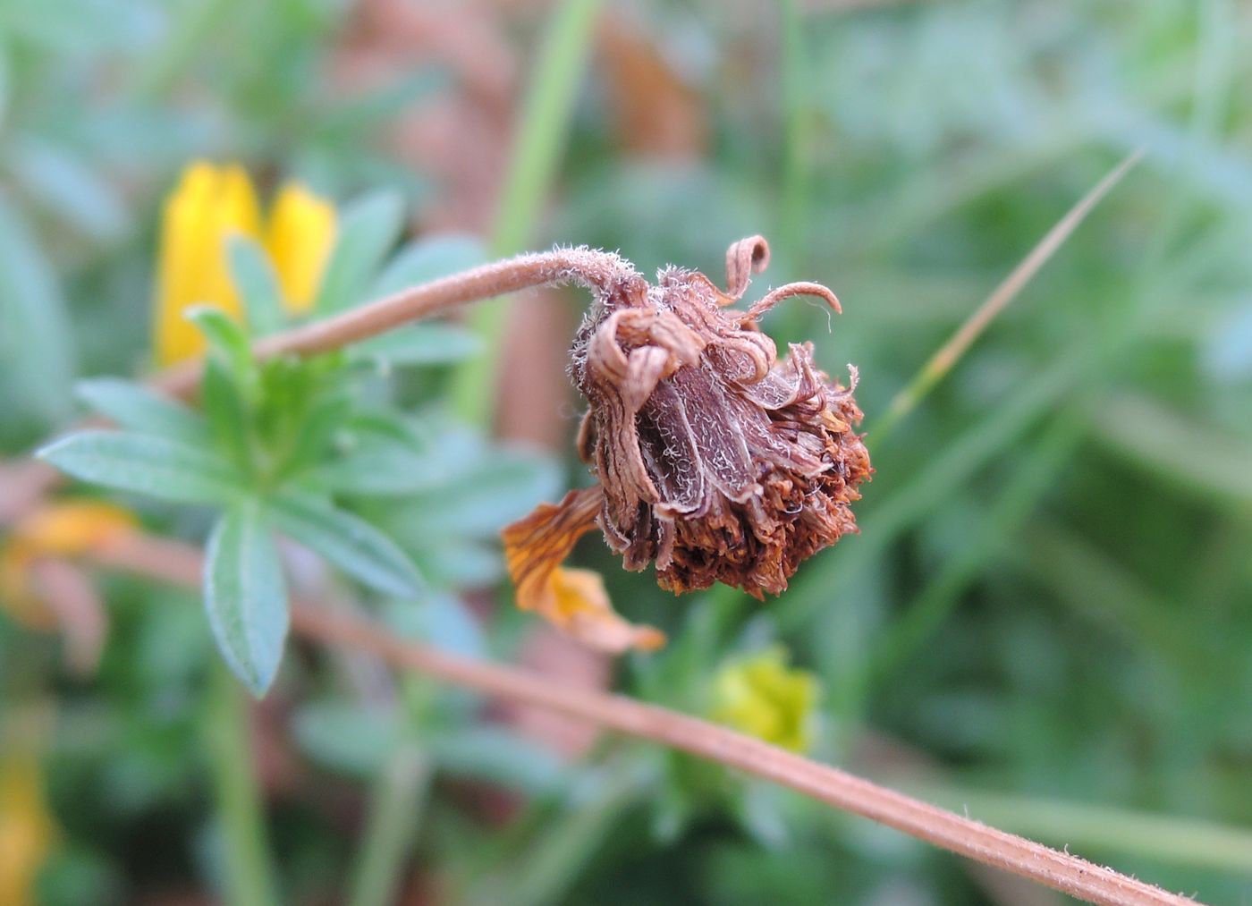 Image of Bidens aurea specimen.