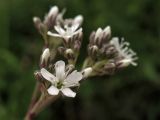 Gypsophila fastigiata