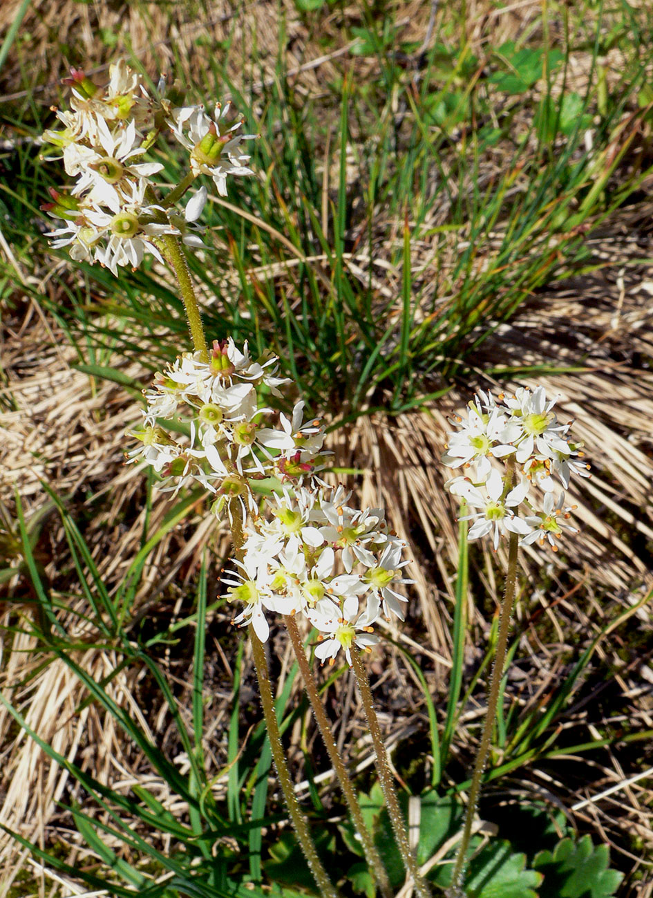 Image of Micranthes nelsoniana specimen.