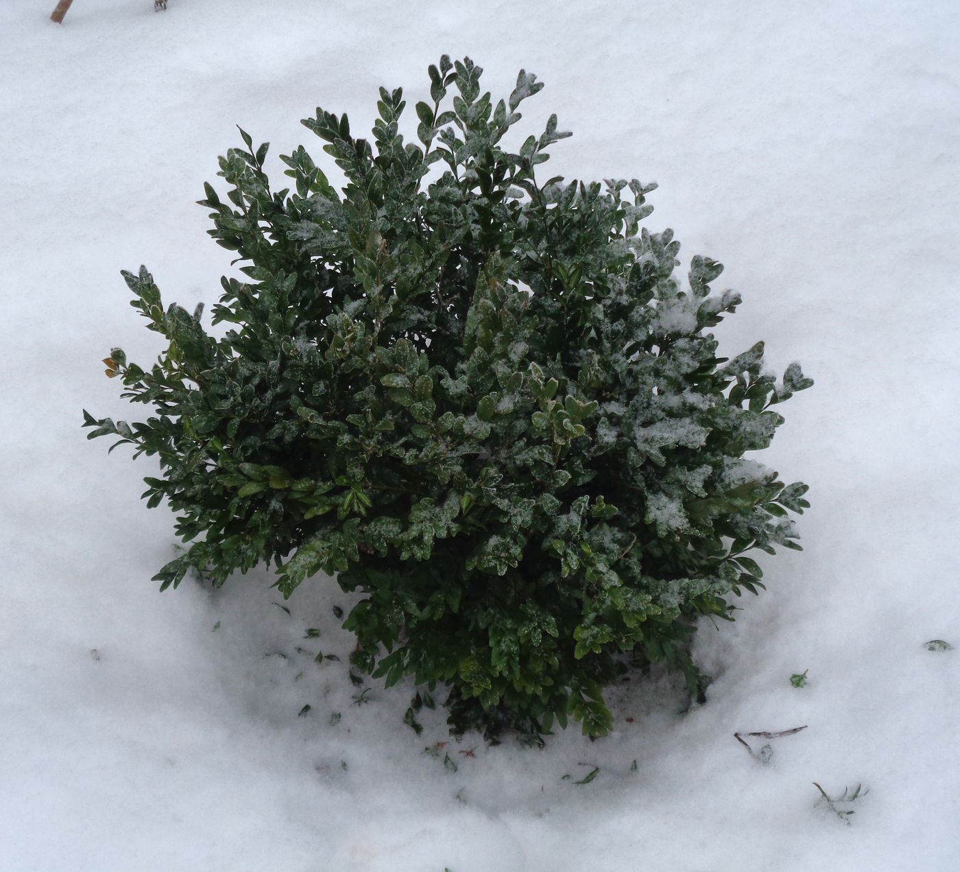 Image of Buxus sempervirens specimen.