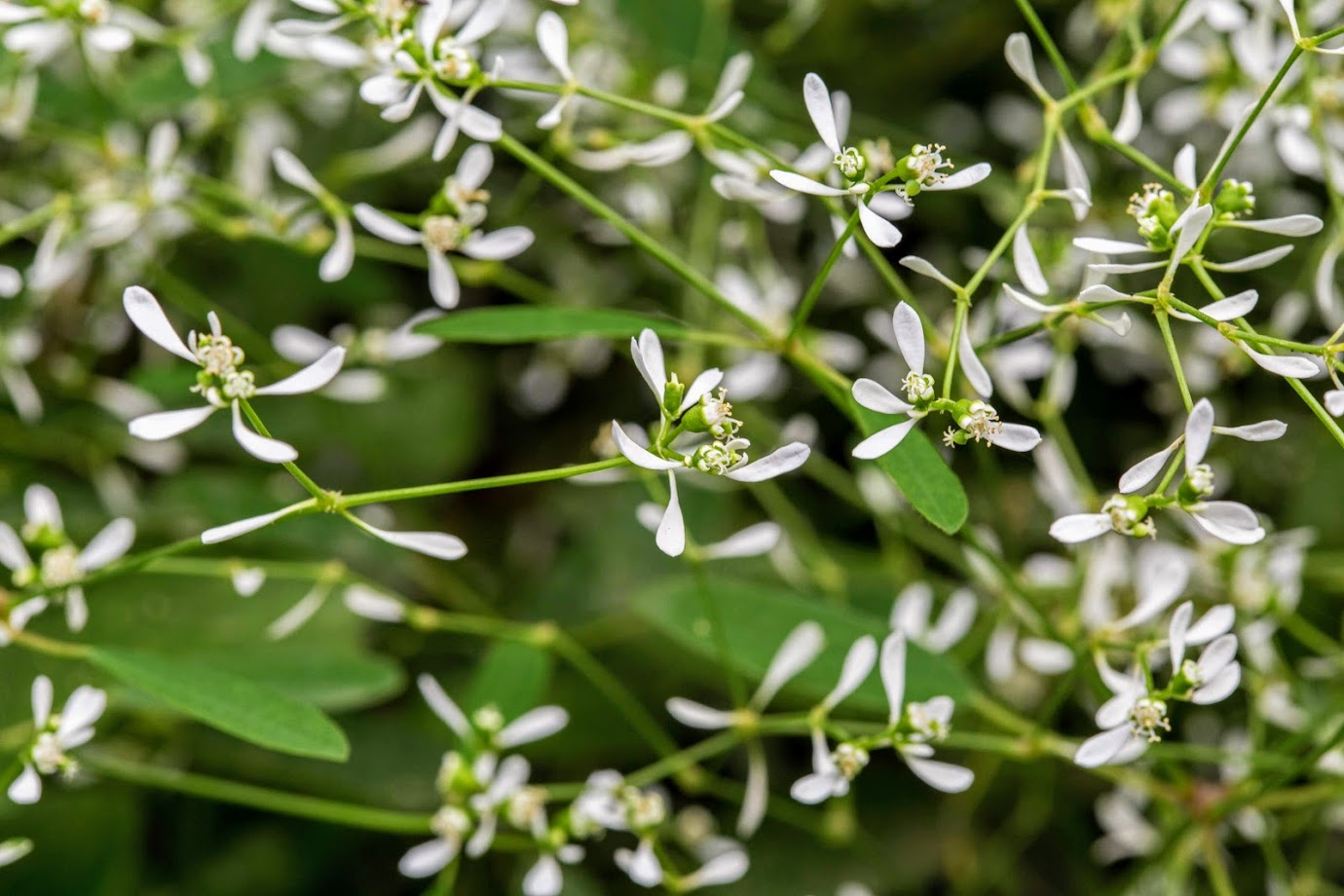 Изображение особи Euphorbia graminea.