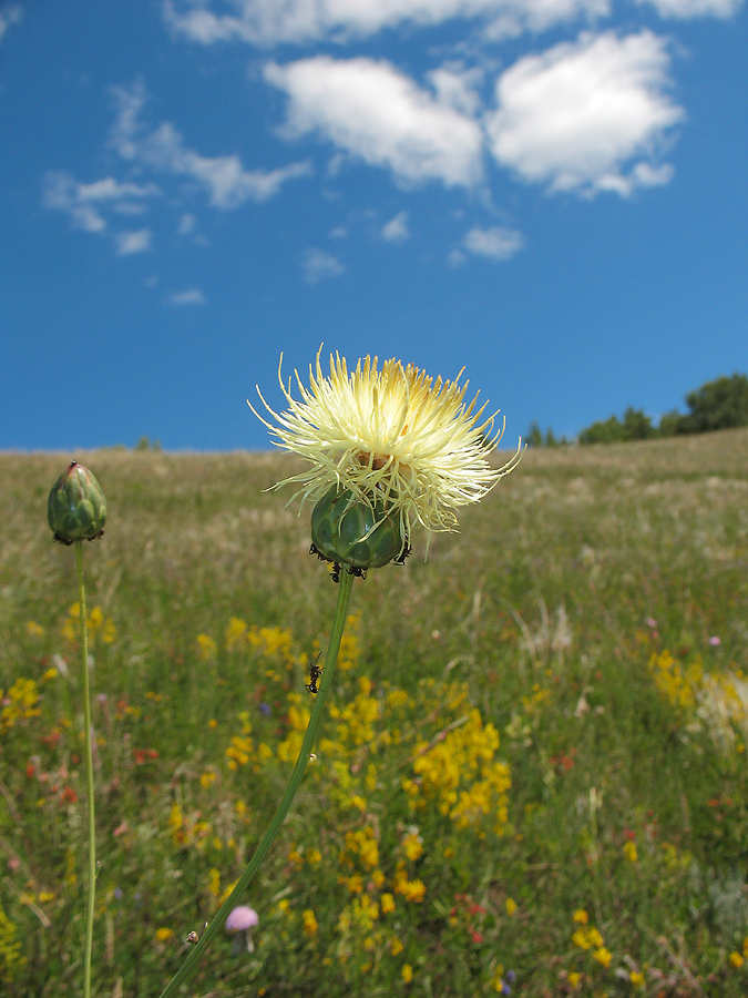 Изображение особи Rhaponticoides ruthenica.