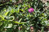 Trifolium medium. Цветущее растение. Крым, гора Ай-Петри, лесостепь. 21.09.2018.