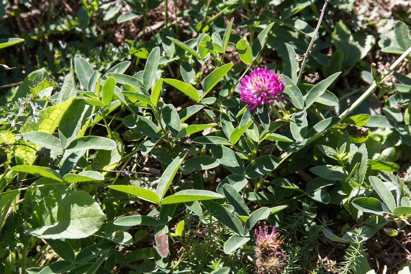 Изображение особи Trifolium medium.